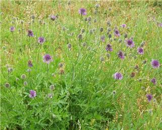 DITTON COURT QUARRY MAINTENANCE