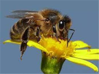 Kent’s Plan Bee chairman calls on private landowners to rewild