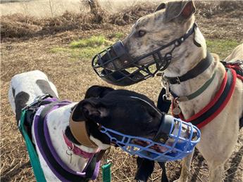 Walk & Talk, Prees Heath.