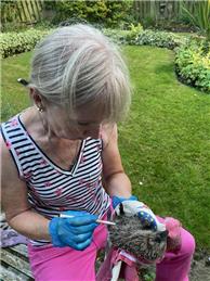 HELEN TO THE RESCUE FOR HURT HEDGEHOG
