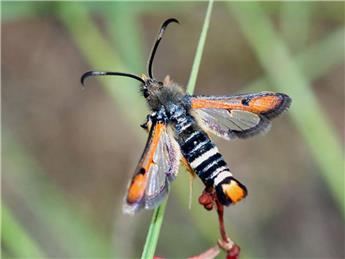Rare Moth