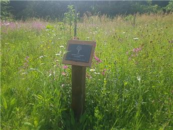 Wild Flower Meadow