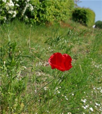 First poppy on the Remembrance Trail, Hamble Lane  - Getting ready to celebrate VE Day 75!