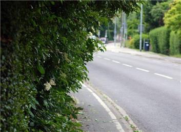 Overgrown Hedges - Driving Hazard