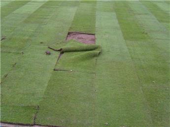 Green a bomb site    john armstrong