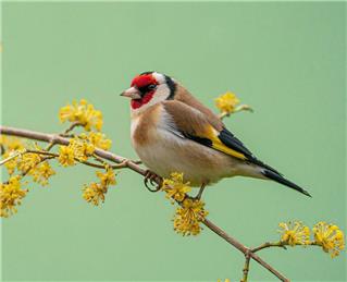 Goldfinches spotted at Langley Park