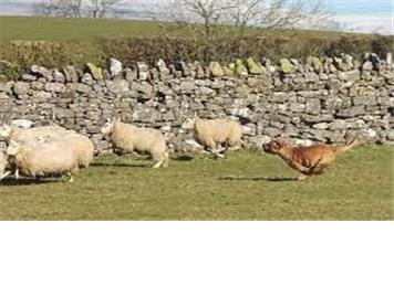 Dogs on leads
