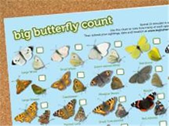 Take Part in the Big Butterfly Count
