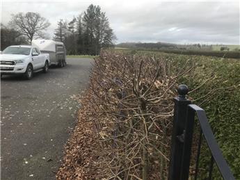 HEDGE REMOVAL