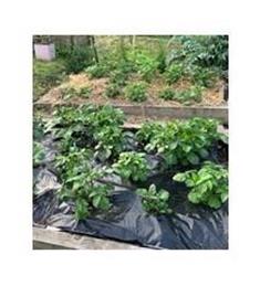 News from the allotment