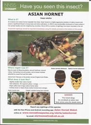 Asian Hornet Awareness