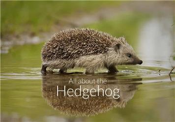 All About Hedgehogs