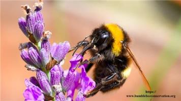 Spring 2025 Newsletter