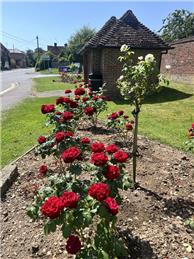 Lovely Roses - Thanks Bahnstormer