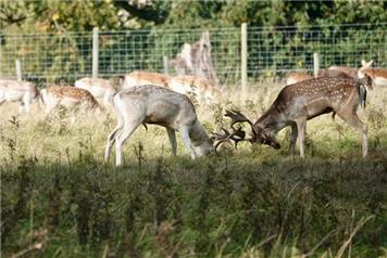 SPECIAL REPORT - IF YOU GO DOWN TO THE PARK TODAY...