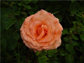 Battle in Bloom