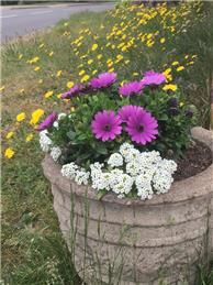 Bleasby is starting to bloom