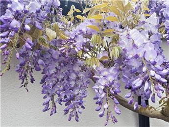 Get planting for VE Day Bleasby in Bloom