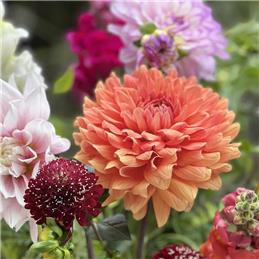 9th August Garden & Countryside Club Everyone Welcome