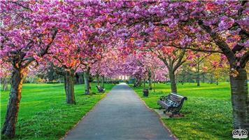 Westminster Field - Avenue of Trees