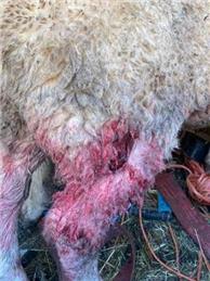 Keep your dog under control - WARNING: this article contains a distressing image