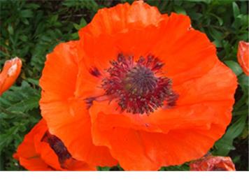 Gardening Club Show Huge Success