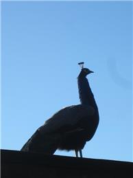 BBQ, Bonfire & Roadside Fire Concerns