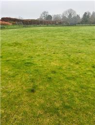 Marley the greens guru