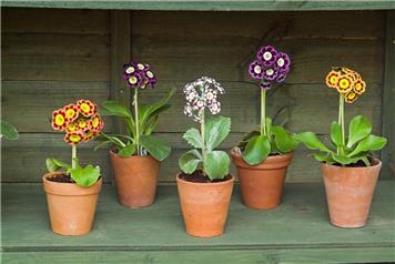Auricula and Primula Society Show 