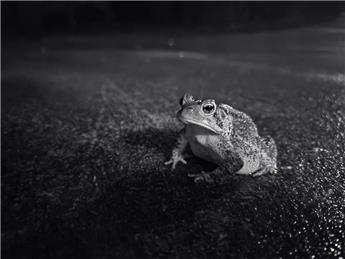 Toad Patrol 2023