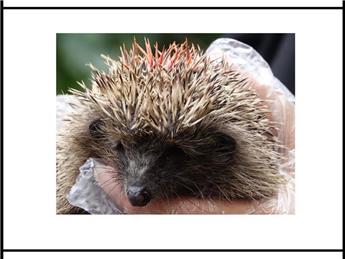 Stowe-IX-Churches Wildlife Meadows