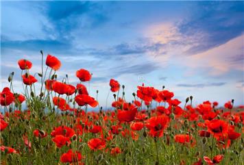 Remembrance Day