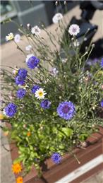 Design the Blooming Westgate Logo