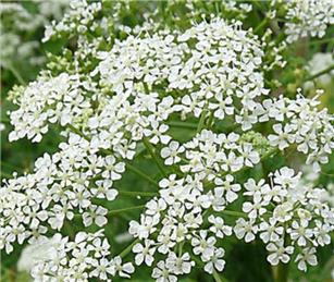 Hemlock in Buckland