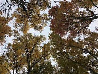 Annual Tree Inspection