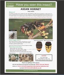 Asian Hornet Alert