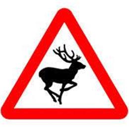 Motorists warned to stay alert to avoid deer collisions