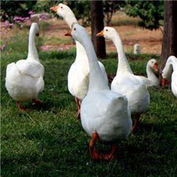 (Example) Ovingham Goose Fair