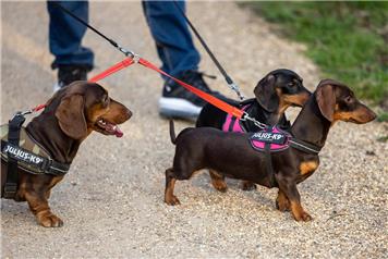 Walkies