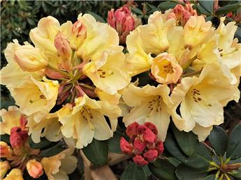 Bleasby in Bloom 2021