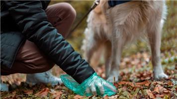 West Oxfordshire District Council to consult on new rules that could lead to £100 fine for dog fouling
