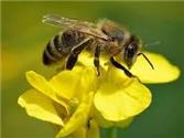 Kent's 'Plan Bee' summit showed how we can help pollinators