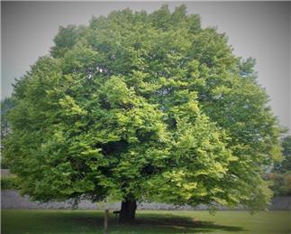 Annual Governance & Accountability Return