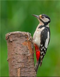 Great Garden Birdwatch result for Hope Bagot garden