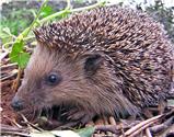 Help Our Martinstown Hedgehogs