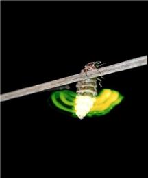 HINXTON & ICKLETON GLOW-WORM WALK
