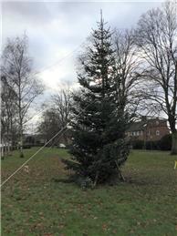 Christmas Tree - THANK YOU!!!