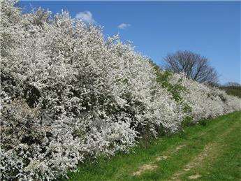 Luddesdown Annual Parish Meeting Followed by Parish Council Meeting Monday 21st March 2022 - 7.30pm