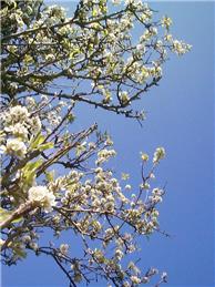 Start of Membership Year