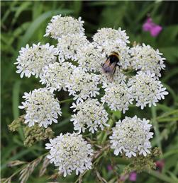 wildlife garden clear